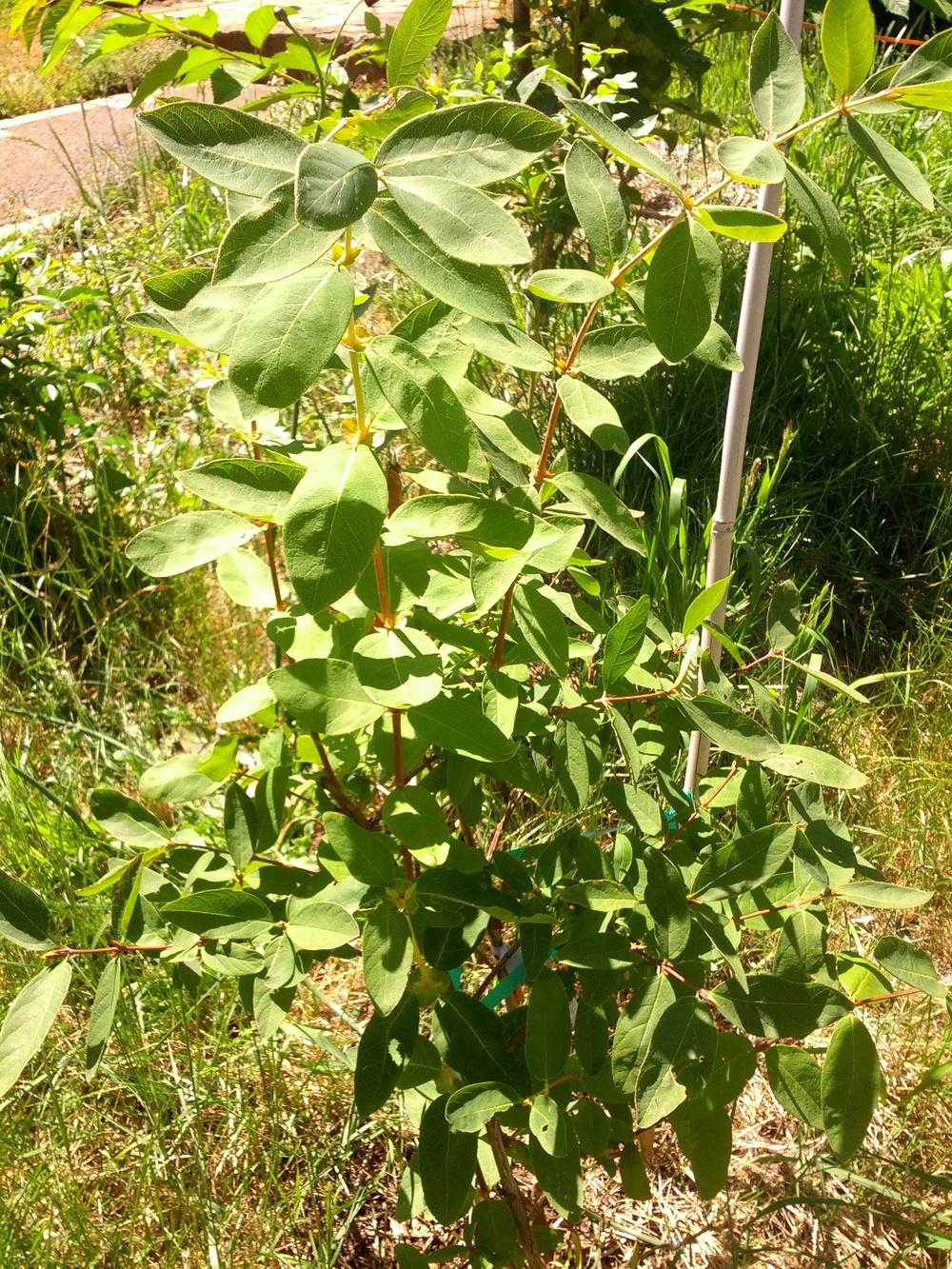 Photo of Haskap (Lonicera caerulea subsp. edulis Blue Pagoda™) uploaded by Toni