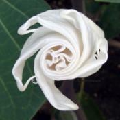 Datura and Brugmansia Look Exactly Alike At this Stage