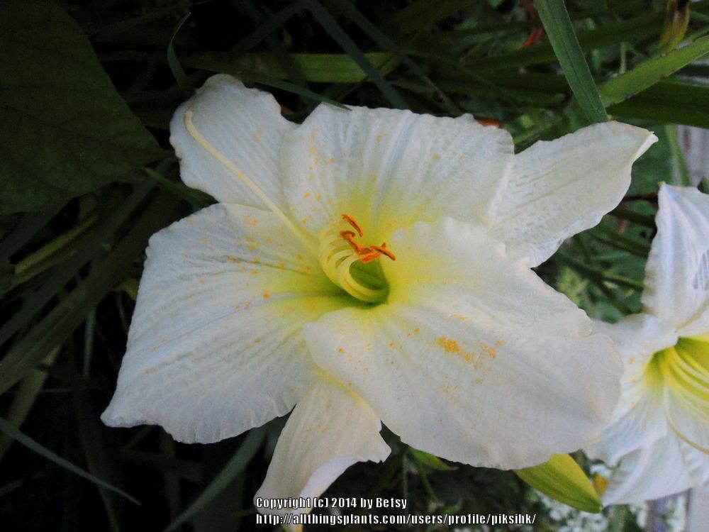 Photo of Daylily (Hemerocallis 'Joan Senior') uploaded by piksihk
