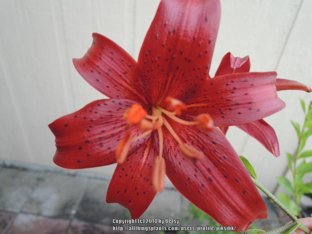 Photo of Lily (Lilium 'Red Velvet') uploaded by piksihk