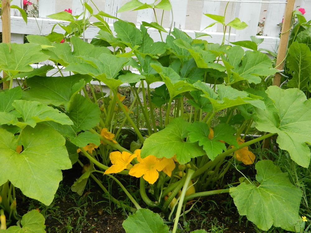 Photo of Summer Squash-Crookneck (Cucurbita pepo 'Summer Yellow Crookneck') uploaded by wildflowers