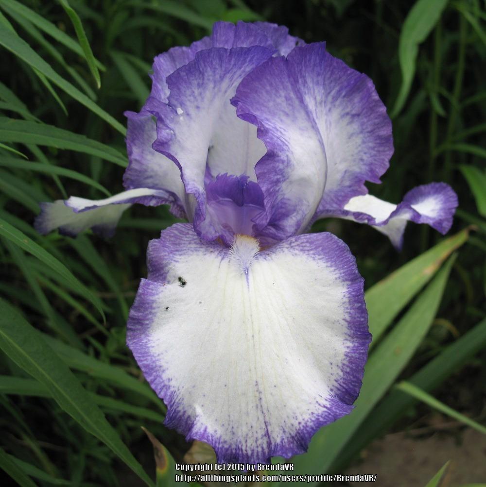 Photo of Tall Bearded Iris (Iris 'Space Odyssey') uploaded by BrendaVR