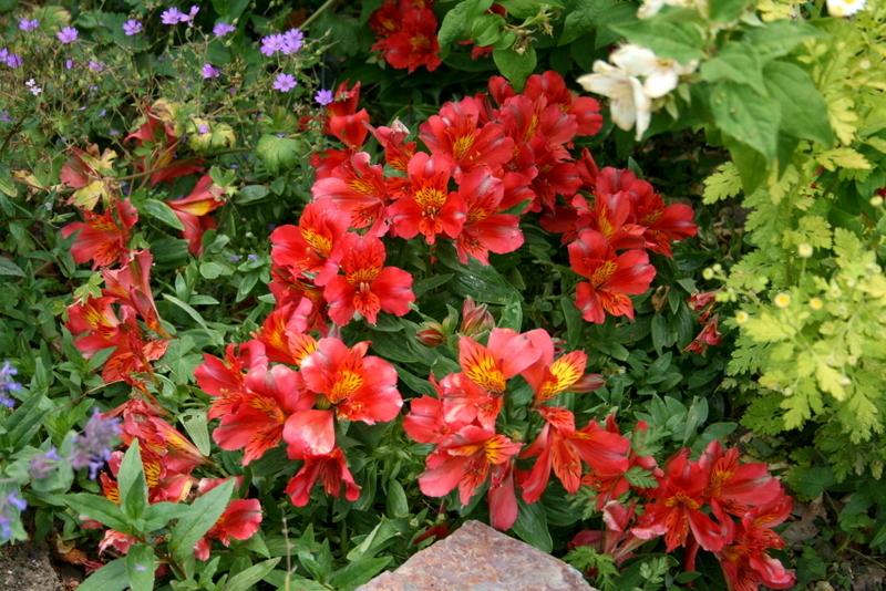 Photo of Peruvian Lily (Alstroemeria Princess Lilies® Isabella) uploaded by Calif_Sue