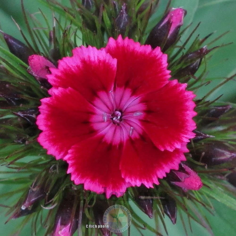 Photo of Sweet William (Dianthus barbatus) uploaded by Char