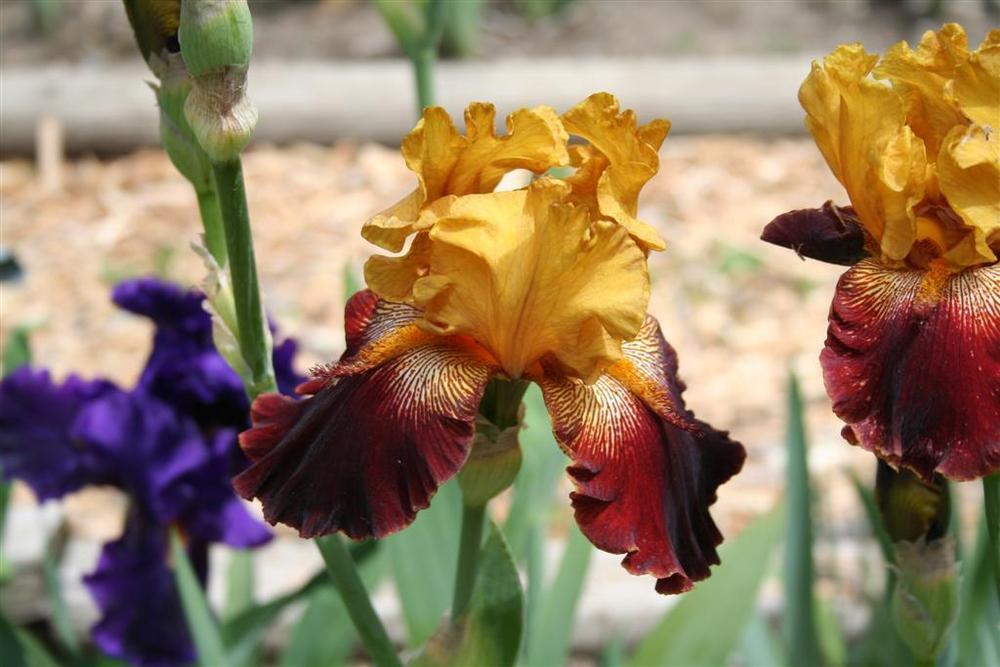 Photo of Tall Bearded Iris (Iris 'Red Canyon Glow') uploaded by KentPfeiffer