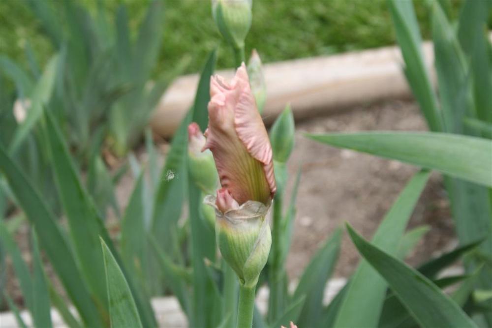 Photo of Tall Bearded Iris (Iris 'Pink Champagne') uploaded by KentPfeiffer
