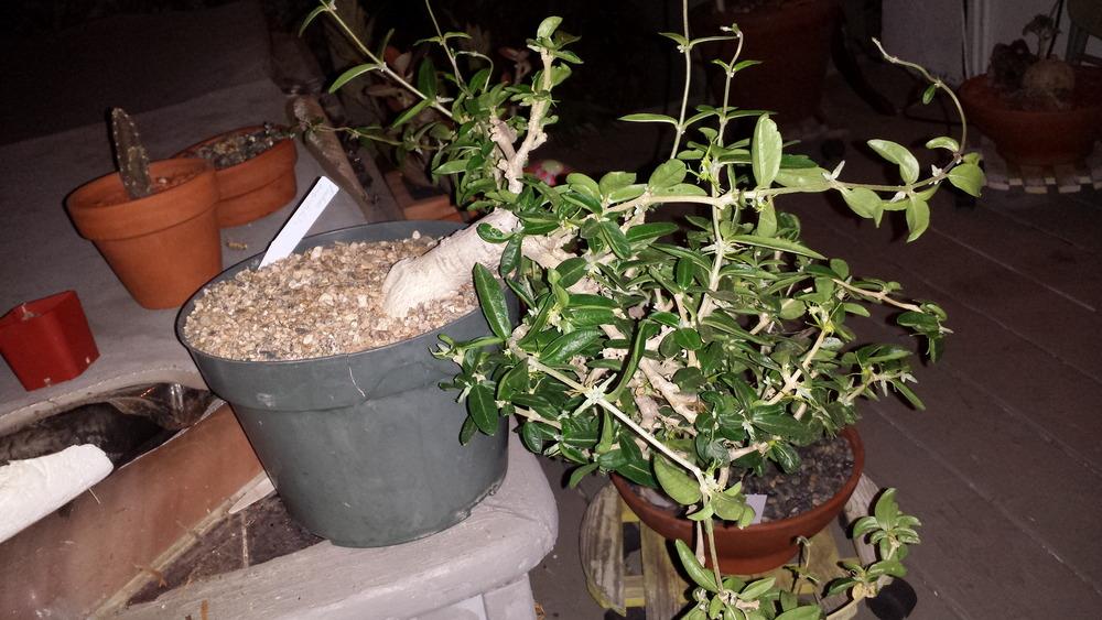 Photo of Kambroo (Fockea angustifolia) uploaded by LAGardengirl