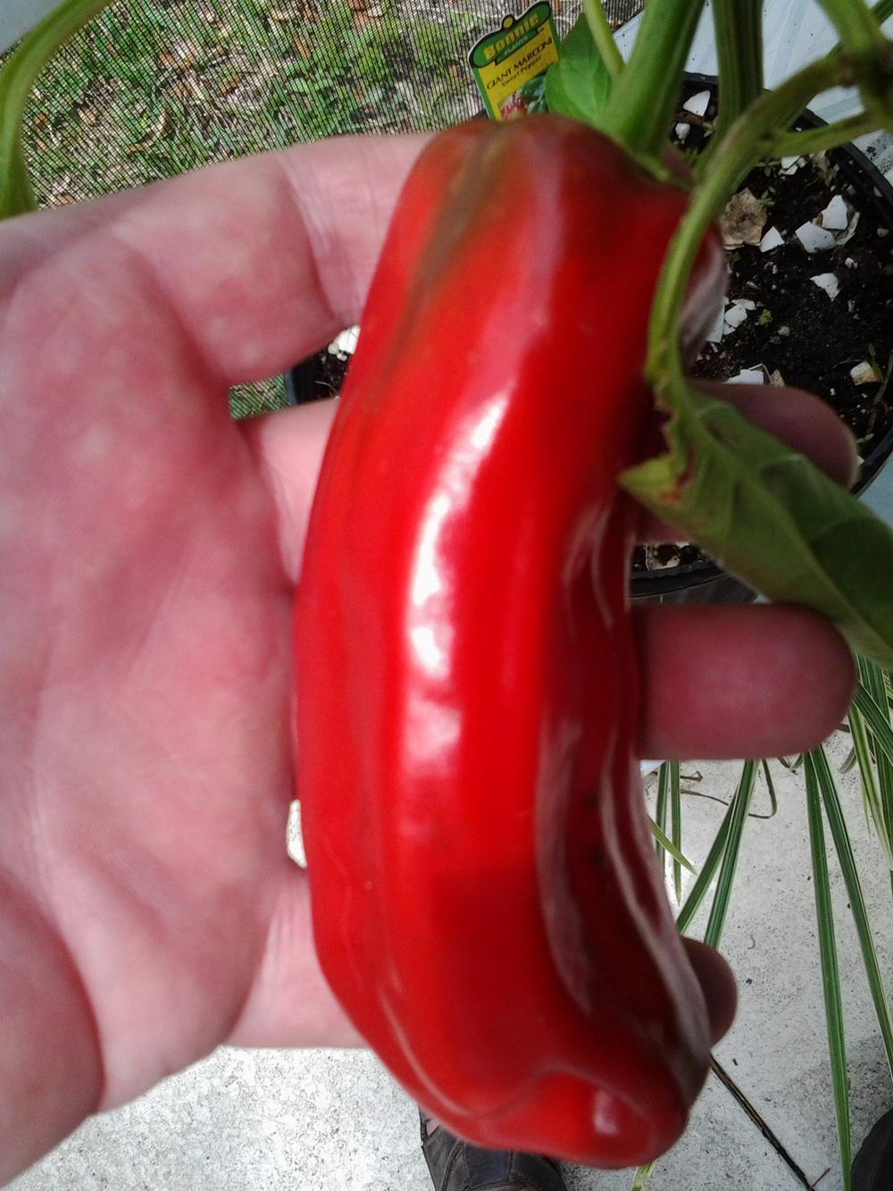 Photo of Sweet Pepper (Capsicum annuum 'Giant Marconi') uploaded by OrlandoBill
