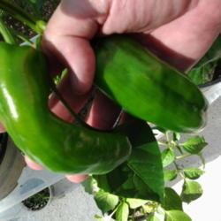Photo of Sweet Pepper (Capsicum annuum 'Giant Marconi') uploaded by OrlandoBill