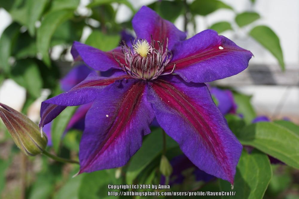 Photo of Clematis 'Mrs. N. Thompson' uploaded by RavenCroft