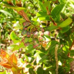 Location: Sherwood Oregon
Date: 2014-06-09 
Unripe fruit in June