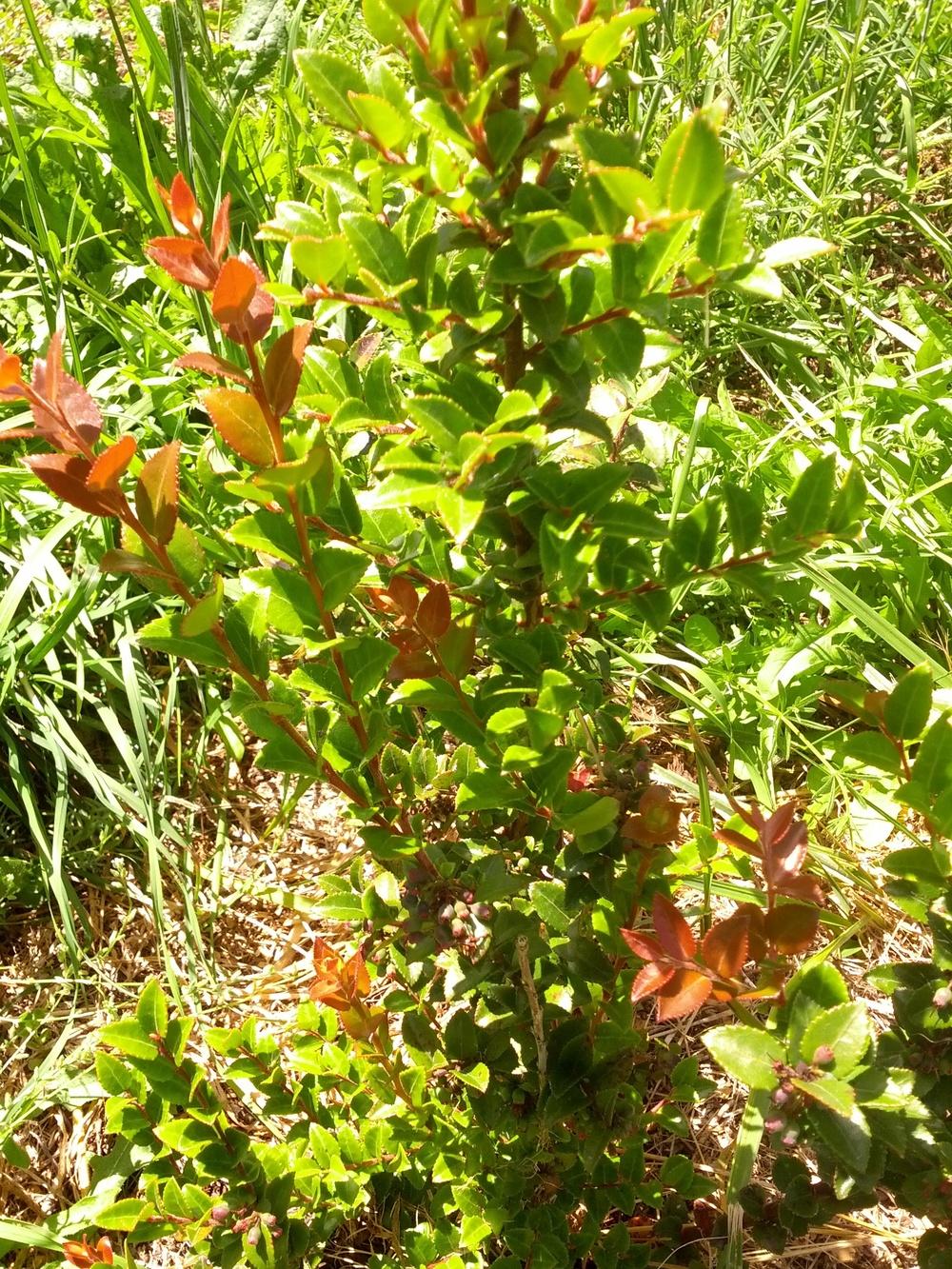 Photo of Evergreen Huckleberry (Vaccinium ovatum) uploaded by Toni