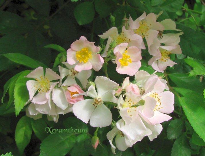 Photo of Multiflora Rose (Rosa multiflora) uploaded by Xeramtheum