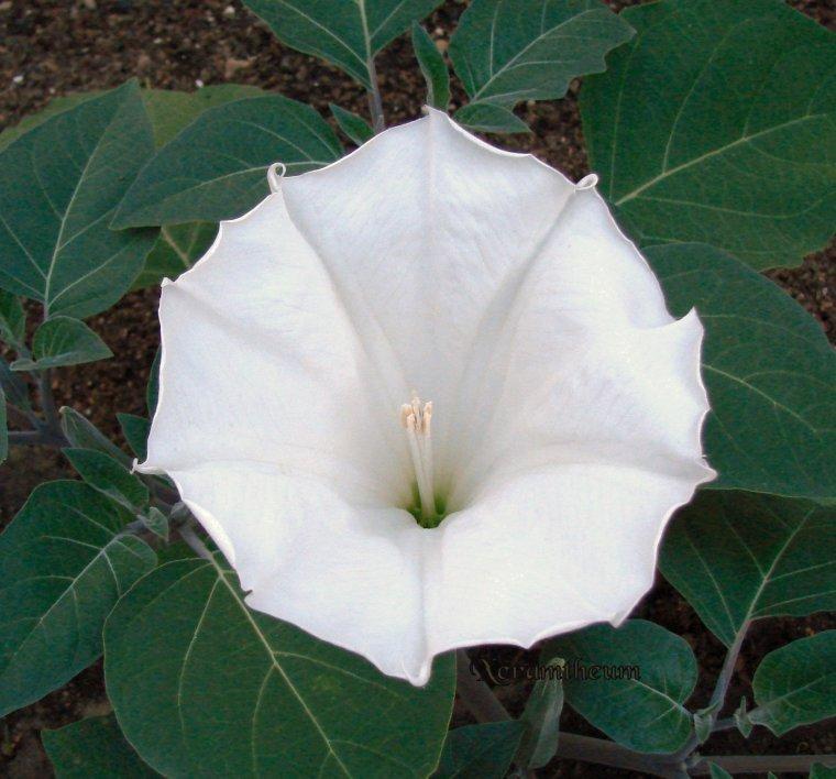 Photo of Devil's Trumpet (Datura innoxia 'Evening Fragrance') uploaded by Xeramtheum