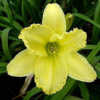 Photo Courtesy of Marietta Daylily Gardens. Used with Permission.