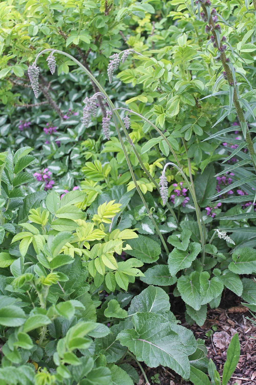 Photo of Nodding Sage (Salvia nutans) uploaded by growitall