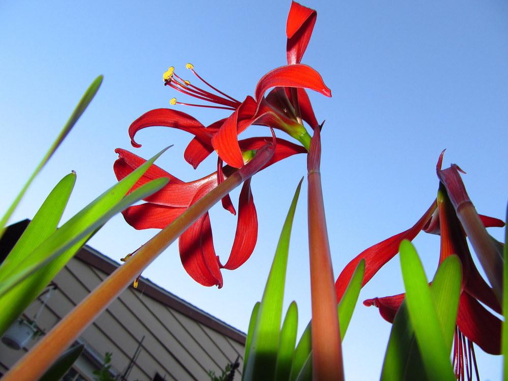 Photo of Aztec Lily (Sprekelia formosissima) uploaded by jmorth