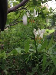 Thumb of 2014-06-15/magnolialover/741e56