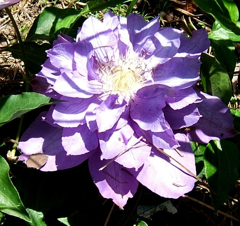 Photo of Clematis 'Vyvyan Pennell' uploaded by pirl