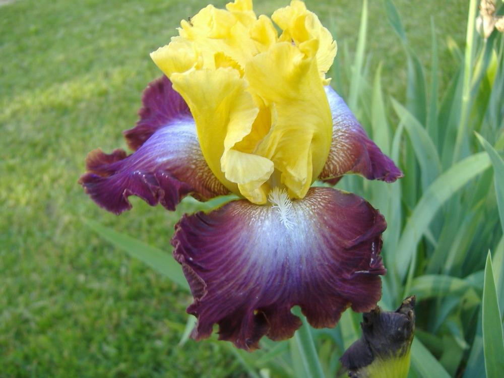 Photo of Tall Bearded Iris (Iris 'Darcy's Choice') uploaded by tveguy3