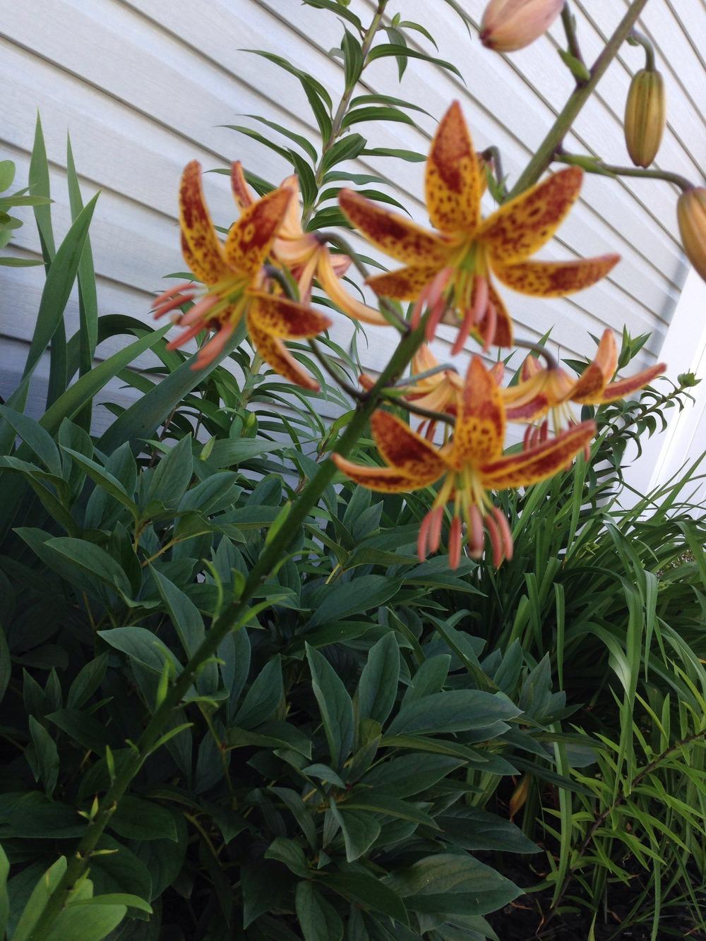 Photo of Lily (Lilium 'Sunny Morning') uploaded by Joebass