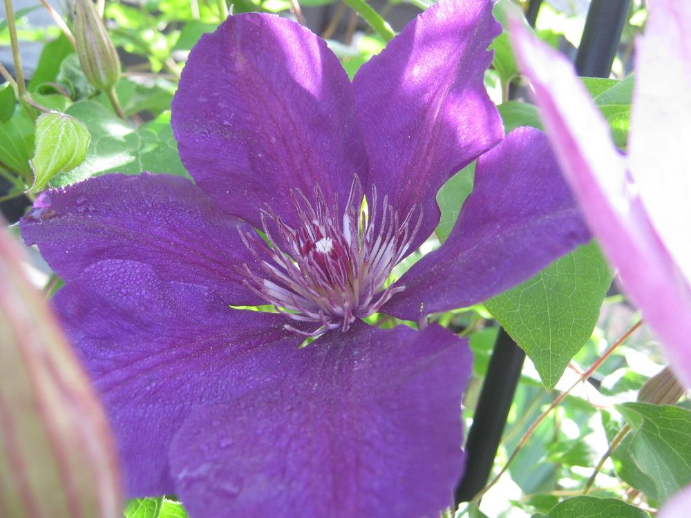 Photo of Clematis 'Gipsy Queen' uploaded by RobinD