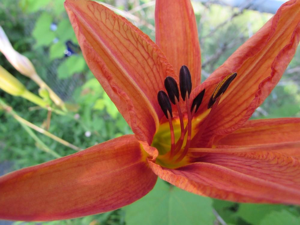 Photo of Ditch Lily (Hemerocallis fulva) uploaded by SongofJoy