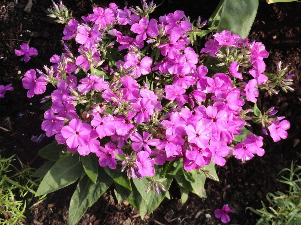 Photo of Garden Phlox (Phlox x arendsii 'Early Start Pink') uploaded by SunnyBorders