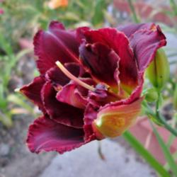 Location: Northern California Zone 9b
Date: 2014-06-15
All American Double FFO bloom.
