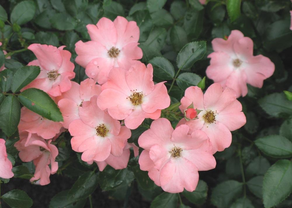 Photo of Groundcover Rose (Rosa 'Flower Carpet Coral') uploaded by foraygardengirl