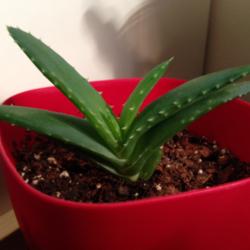 Location: Atlanta, Georgia
Date: 2014-06-16
Young aloe about 3 months after propagation.