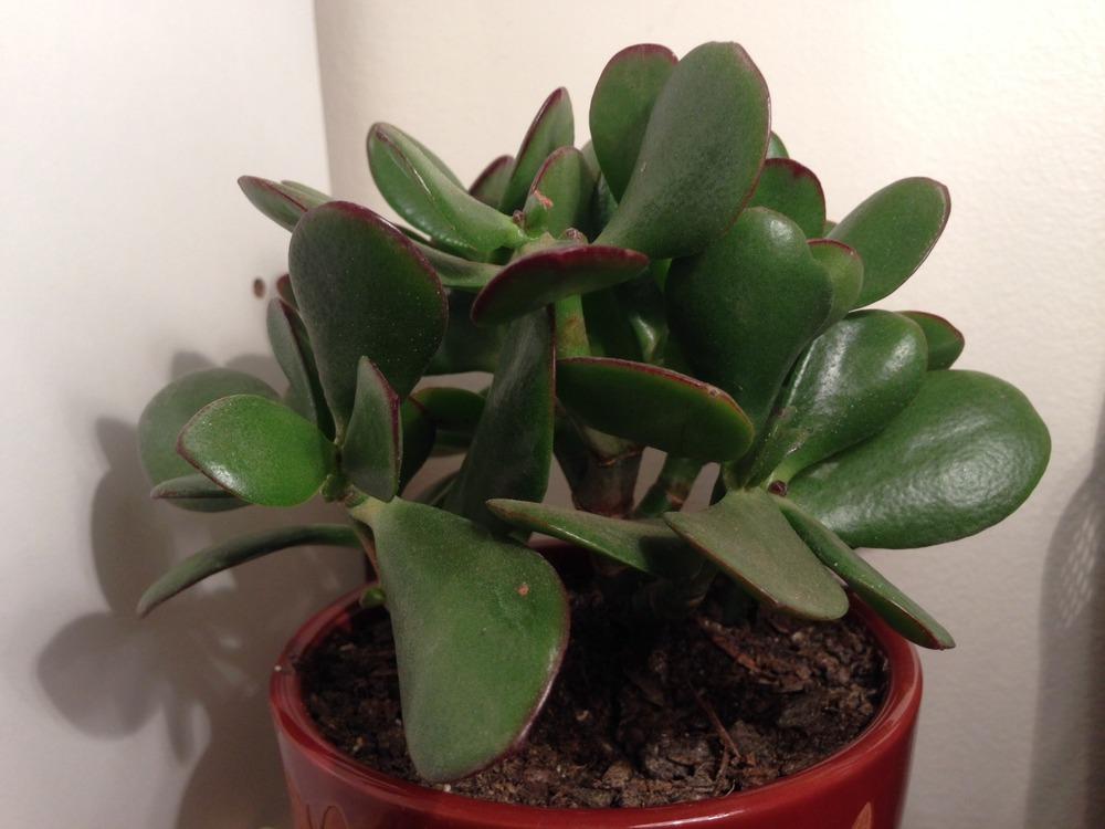 Photo of Jade Plant (Crassula ovata) uploaded by kararenee
