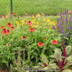 Location: My Cincinnati Ohio garden
Date: June 16, 2014
Salsa Red in a garden bed