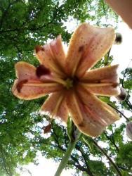 Thumb of 2014-06-16/magnolialover/ea8fb6
