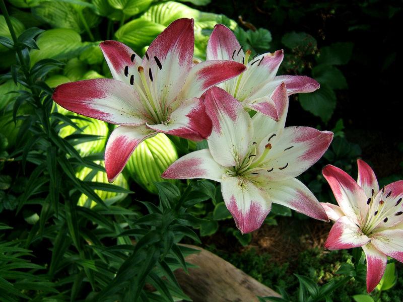 Photo of Lily (Lilium 'Lollypop') uploaded by pirl