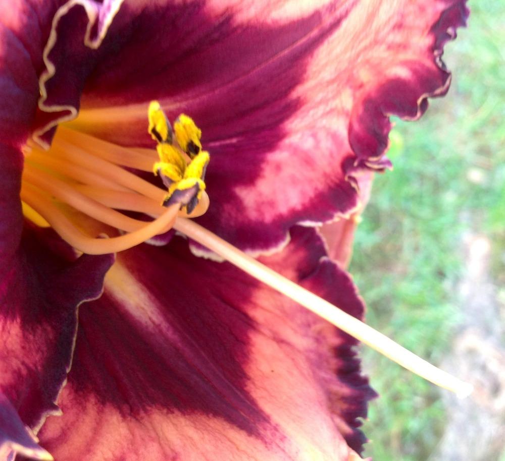 Photo of Daylily (Hemerocallis 'Extravagant') uploaded by profesora