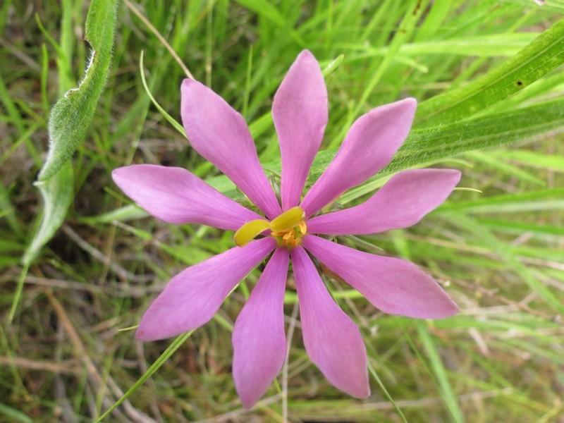 Photo of Pinewoods Rose Gentian (Sabatia gentianoides) uploaded by Horntoad
