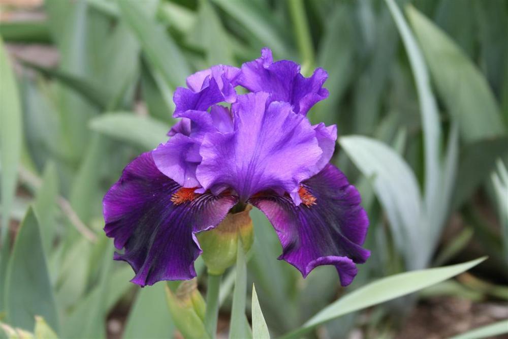 Photo of Tall Bearded Iris (Iris 'Wild Wings') uploaded by KentPfeiffer
