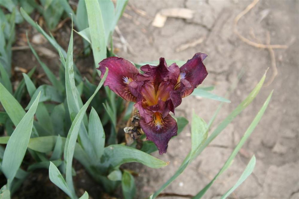 Photo of Standard Dwarf Bearded Iris (Iris 'Under My Thumb') uploaded by KentPfeiffer