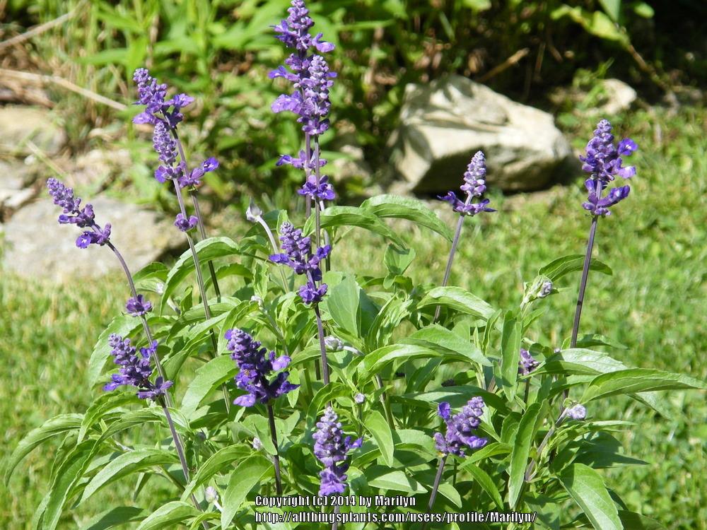 Photo of Mealy Cup Sage (Salvia farinacea 'Evolution') uploaded by Marilyn