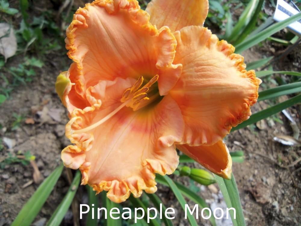 Photo of Daylily (Hemerocallis 'Pineapple Moon') uploaded by MissMimie