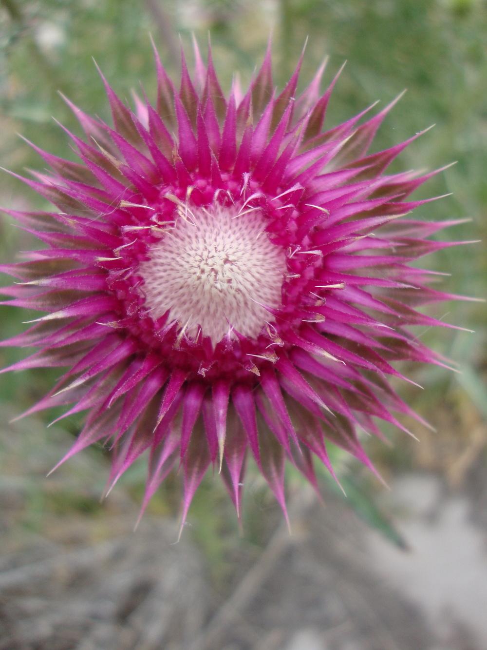 Photo of Musk Thistle (Carduus nutans) uploaded by Paul2032