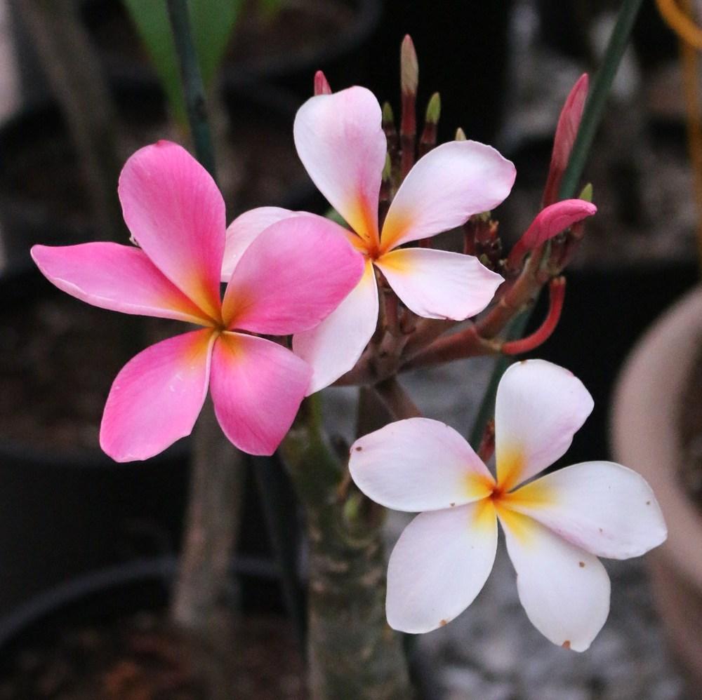 Photo of Plumeria (Plumeria rubra 'Peggy Higdon') uploaded by RobertB