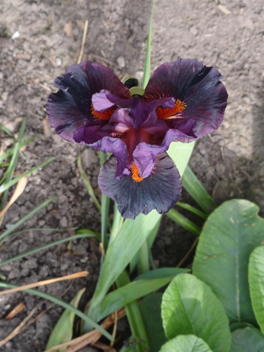 Photo of Intermediate Bearded Iris (Iris 'Garnet Slippers') uploaded by SunnyBorders