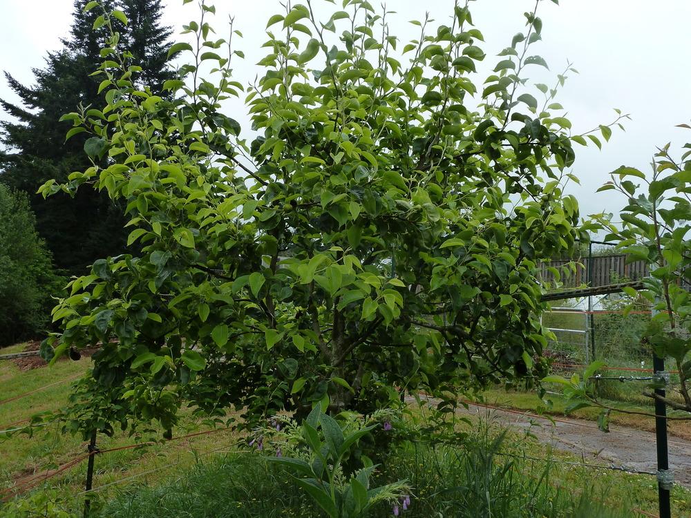Photo of Chinese Pear (Pyrus pyrifolia 'Nijisseiki') uploaded by Toni