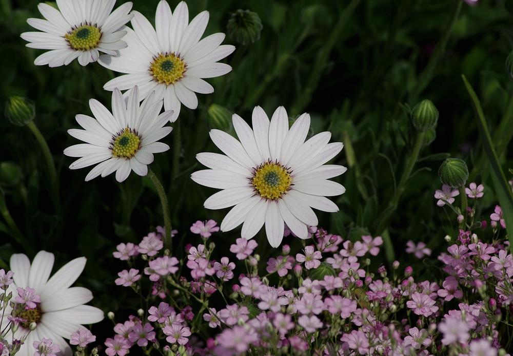 Photo of African Daisy (Osteospermum 'Avalanche') uploaded by dirtdorphins