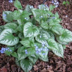 Location: East border
Date: 2013-05-23
My favorite cultivar of brunnera, but somewhat hard to find