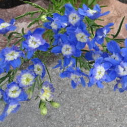 Location: Lincoln NE zone 5
Date: 2014-06-17
Beautiful blue flowers.  Reseeds gently.