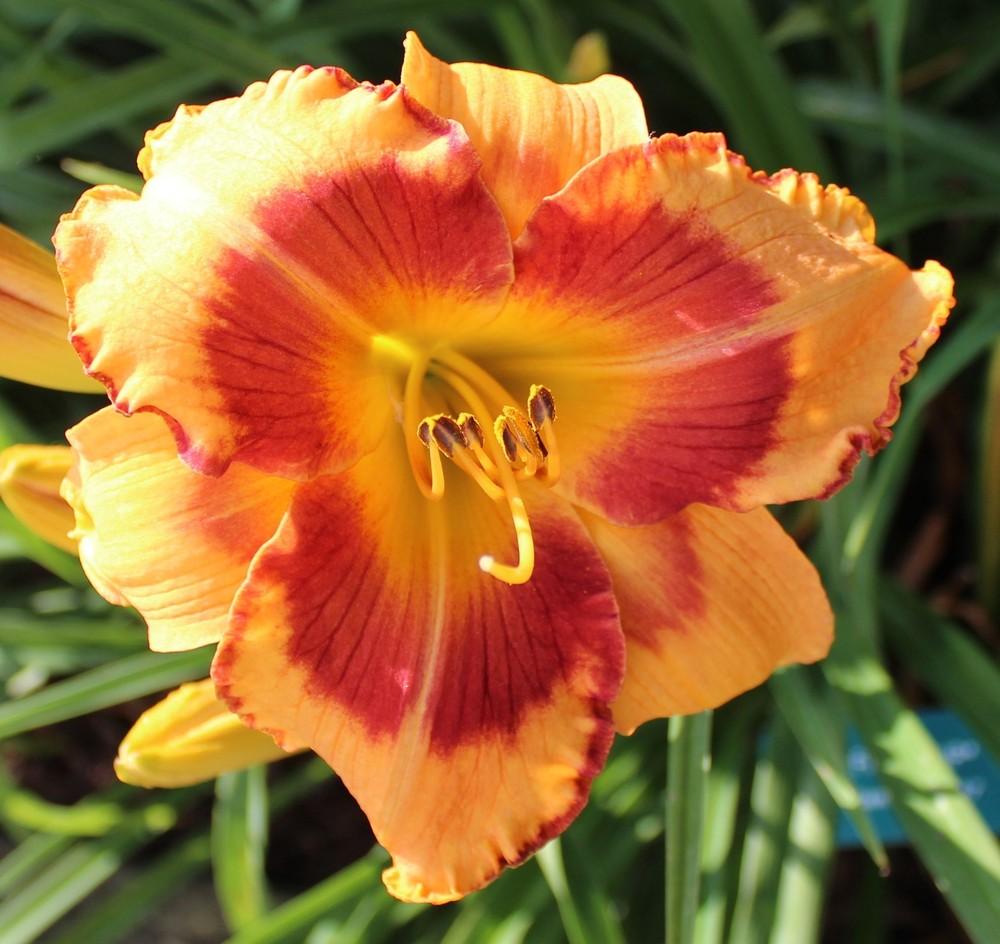 Photo of Daylily (Hemerocallis 'All Fired Up') uploaded by tink3472