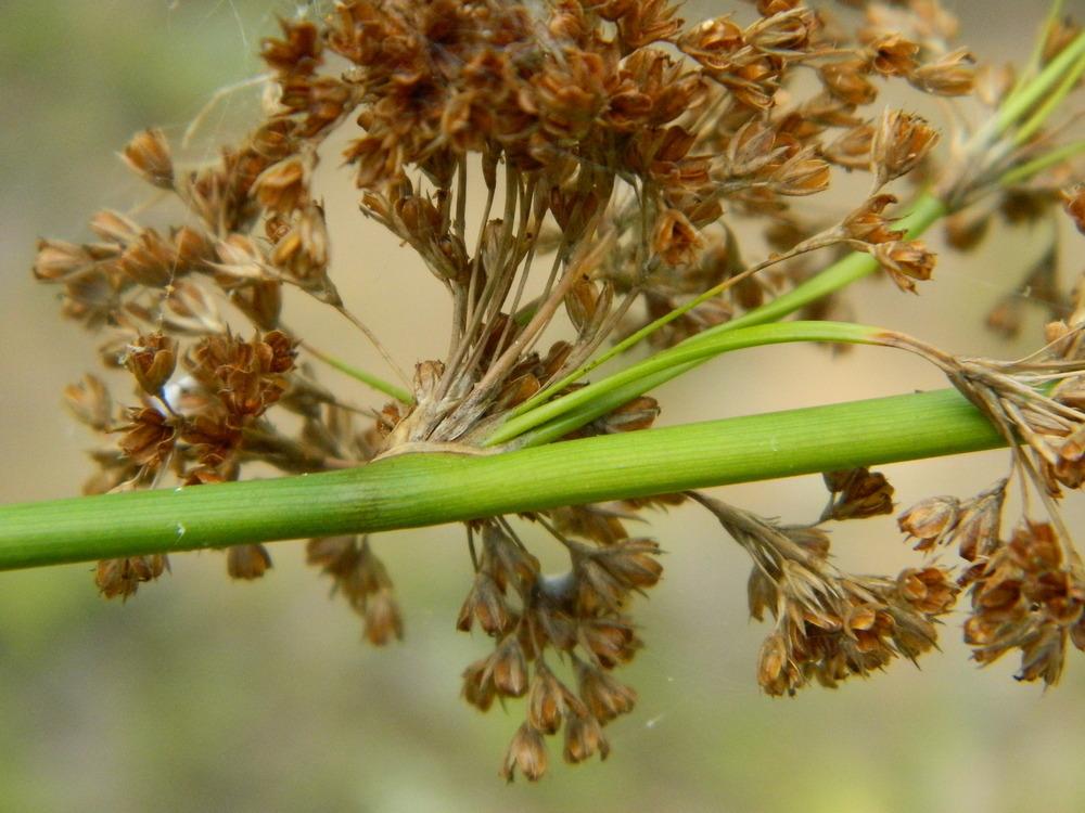 Photo of Common Rush (Juncus effusus) uploaded by wildflowers